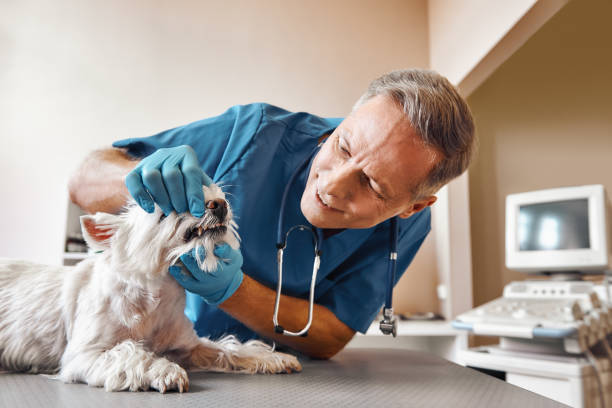 Best Weekend Emergency Dentist in Fennville, MI